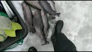 WhatsApp Video 2023 04 01 at 10 11 16