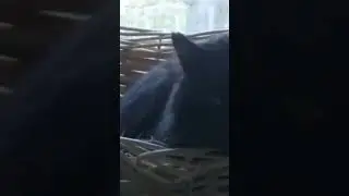 Кот выдаёт себя за другого...