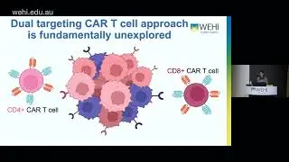Hughes-Parry, H (2023) Characterisation of Dual-Specific CAR T cells against Heterogeneous Tumours