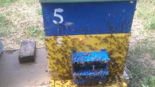Рой вышел и вернулся в улей
