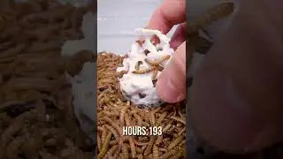 Did they think the Styrofoam Egg was an real egg.