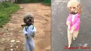 Ай, да ну, да ну, да най....   прикольн