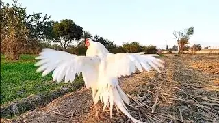 white rooster crowing in the morning || rooster sounds