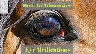 How To Administer Eye Medications: Presented By Mountain View Equine Hospital