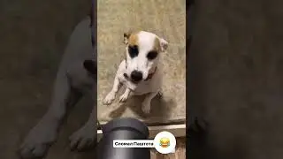 Паштет