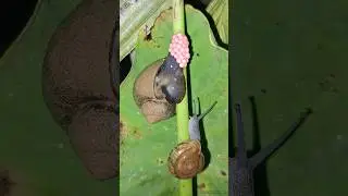 What will you do when you encounter a snail that lays eggs like this?🐚🐌🐌 | Tropical Forest Bees