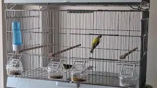 Kanarya ötüşü.Mozambik kanaryası çiftleşme.serin mozambique.serinus mozambicus 