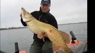 Ein Monsterfisch dieser Hecht