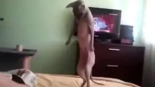 Обалдевшый кот