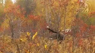 Moose rutting Kamchatka