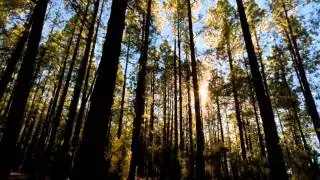 Индейская этническая музыка  -- Флейта, плюс Nature (2011)