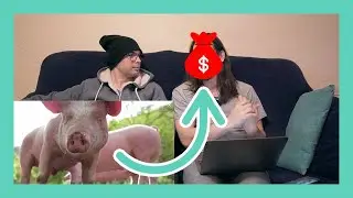 ¿Cuánto se tarda en VENDER la Primera Foto de Stock? 💶Primeras VENTAS ONLINE y CERDOS 🐷