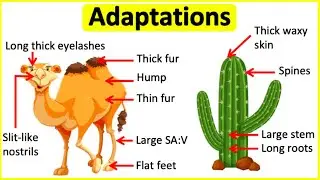 Adaptations 🐫🌵| Behavioural, Physiological & structural adaptations | Learn with examples