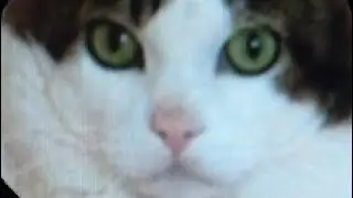 Egg Goose's Presentation about cats