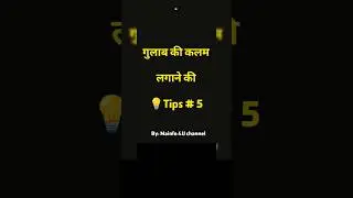 नर्सरी से लाये गए English Rose के सूखने का कारण जानिए। #plants #gardening #garden