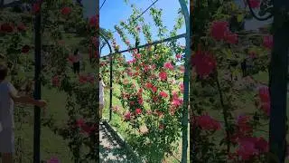 Rome rosé garden