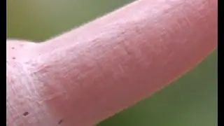 ( ဖ‿ဖ)人(စ‿စ )