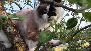 Кошка Рэгдолл Лиза - 23 May 2013 - Ragdoll Cat Liza
