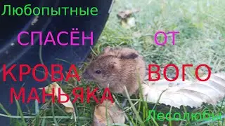 Большой чёрный убивец не смог  замочить малышку