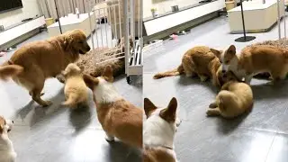 Golden Retriever Mom and Her Pups Meet Corgi Friends