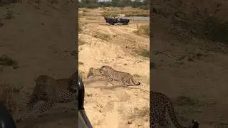 Territorial tensions between the Stone Drift female and the Piccadilly female #leopards #safari