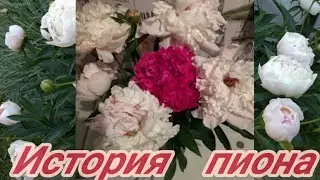 Пышное цветение пионов / История пиона.