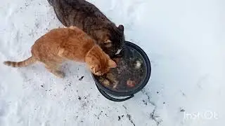 Кормежка/стирка/глажка/как живут в русской деревне..