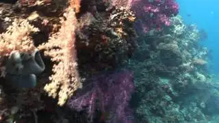 Футажи для видео   Подводный мир 5