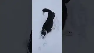 Бим на прогулке😃😄
