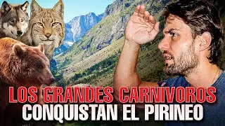 FINALLY a SHE-WOLF in the PYRENEES, the FIRST LYNX and the STORY of the BEAR 