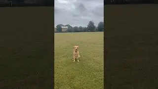 Fetch With Labrador #labrador #shorts #doglovers #dogwalk #fetch #labradorshorts #labradorlovers