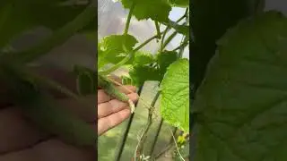 Антисипатор Испытания 4