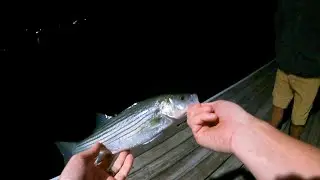 Insane Night Time Striper Session - Cannibalism Included