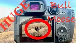 The BIGGEST Moose I’ve ever Caught on Film!