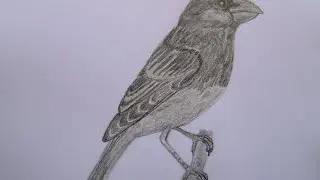 Mycerobas drawing. Арчовый дубонос рисунок