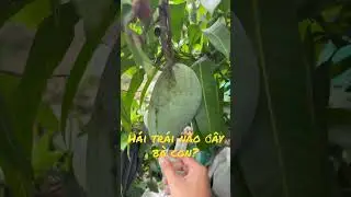 Trồng xoài chuẩn oganic - Chọn trái xoài nào chấm mắm đường ngon? 