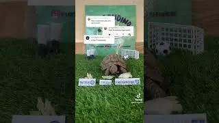 🔵INTER VS FROSINONE🟡 #calcio #fantacalcio #seriea #inter #frosinone #highlights #turtle #dazn