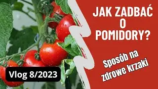 Vlog 8/2023 Jak zadbać o pomidory aby zdrowo rosły?