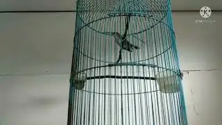 PIJANTUNG GACOR 100% masteran ampuh NONSTOP #samarinda #kicaumania #burung  #burungkicau #masteran