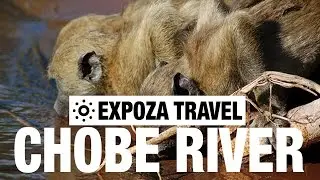 Chobe River Vacation Travel Video Guide