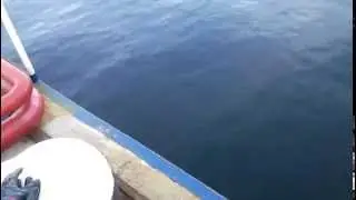 Чёрное море , рыбалка !Вот столько у меня на работе КЕФАЛИ !!!