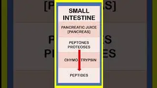Digestive Enzyme | Digestive System of Human Body #shorts #Physiology #humandigestivesystem