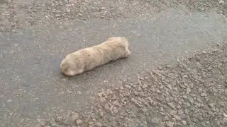 Слепыш на дороге