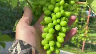 Якість завʼязі та розвиток прищеп винограду.
