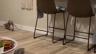Groot the Sphynx cat plays fetch!