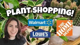 Home Depot, Walmart & Lowe's Plant Shopping!! 🌿 what's in stock in Tilton, NH! NEW HOYA?!