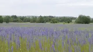 Медонос не далеко от моей пасеки.
