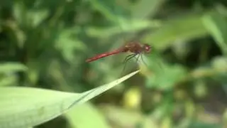 [1000 FPS] Dragonfly Takeoff