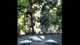wild birds in australia enjoy 2012.