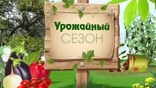 Какие формы грядок выбрать для богатого урожая?
